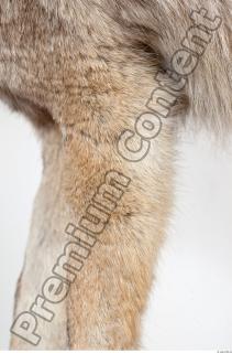Wolf leg photo reference 0013